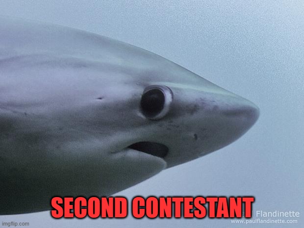 Awkward Shark | SECOND CONTESTANT | image tagged in awkward shark | made w/ Imgflip meme maker