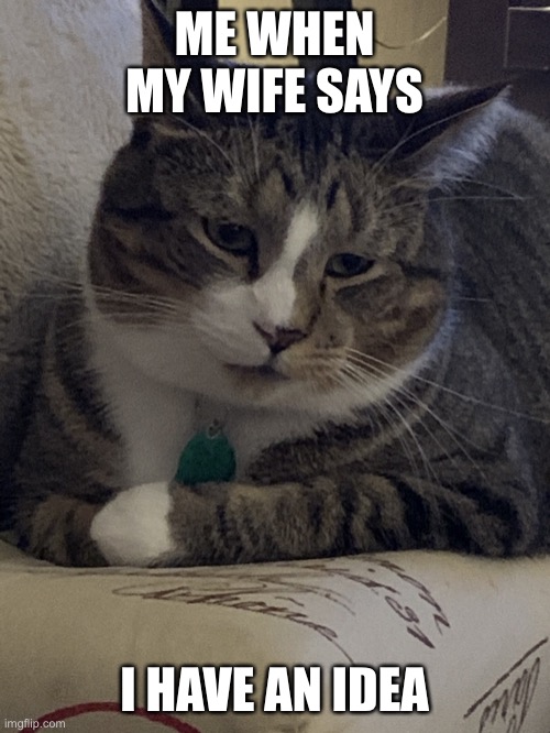 Wife has ideas | ME WHEN MY WIFE SAYS; I HAVE AN IDEA | image tagged in murrie the cat | made w/ Imgflip meme maker