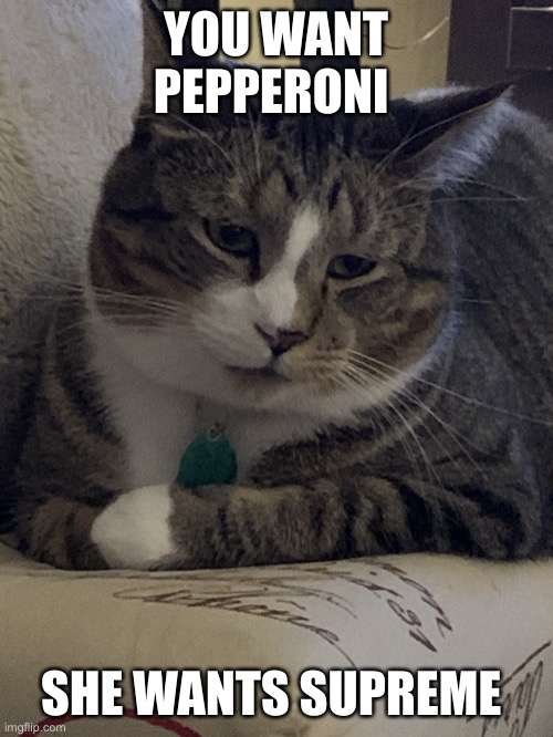 Murrie The Cat | YOU WANT PEPPERONI; SHE WANTS SUPREME | image tagged in murrie the cat | made w/ Imgflip meme maker