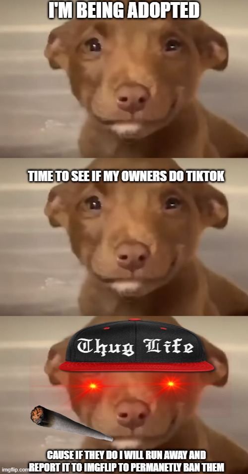 g o o d b o i | I'M BEING ADOPTED; TIME TO SEE IF MY OWNERS DO TIKTOK; CAUSE IF THEY DO I WILL RUN AWAY AND REPORT IT TO IMGFLIP TO PERMANETLY BAN THEM | image tagged in smile boi | made w/ Imgflip meme maker