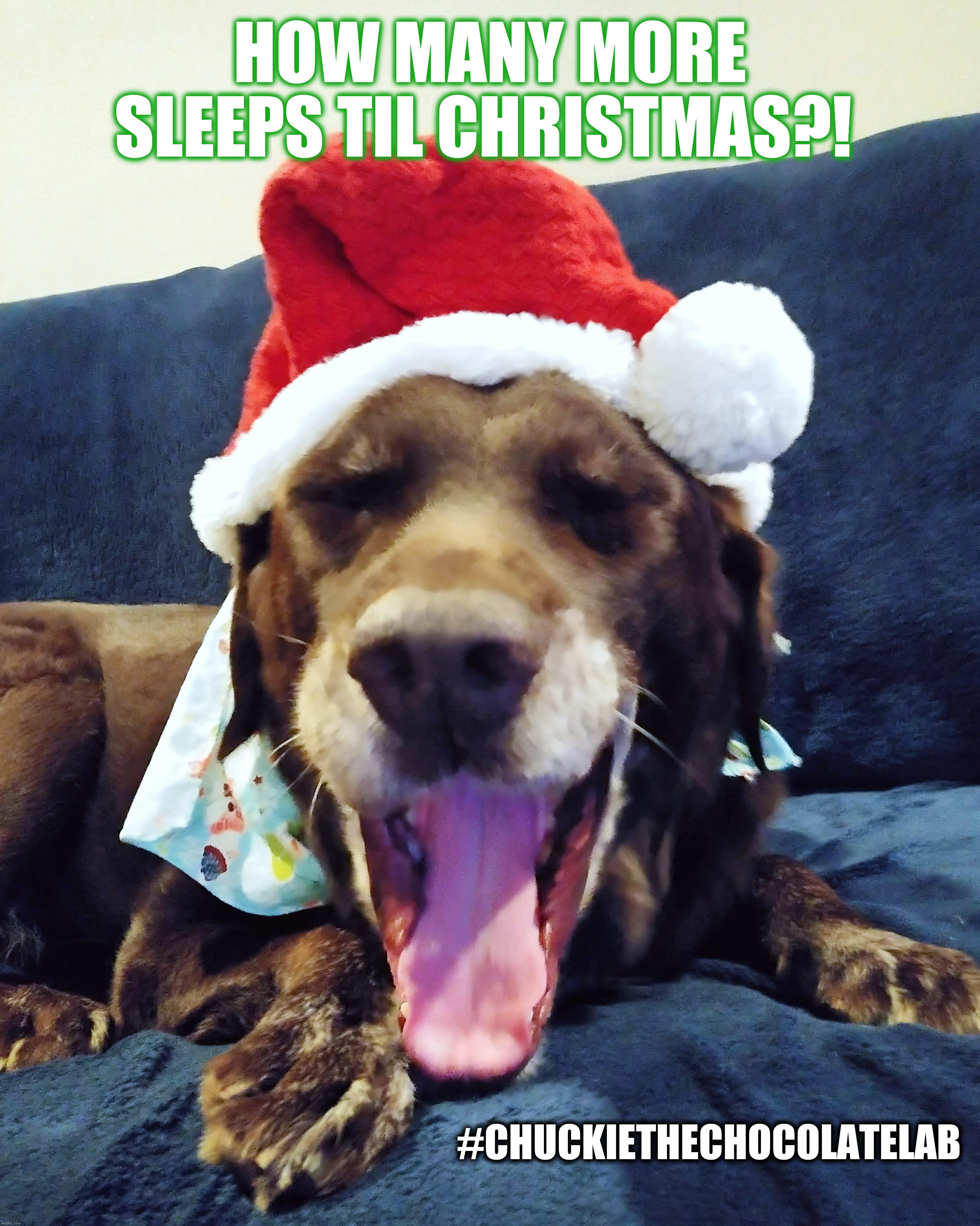 How many more sleeps til Christmas? | HOW MANY MORE SLEEPS TIL CHRISTMAS?! #CHUCKIETHECHOCOLATELAB | image tagged in chuckie the chocolate lab,dogs,memes,funny,christmas,sleepy | made w/ Imgflip meme maker