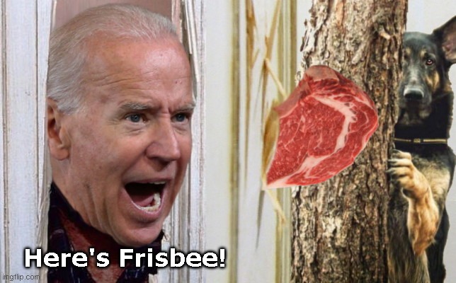 Joe Biden plays with his dog | Here's Frisbee! | image tagged in joe biden,dementia,biden fractures foot playing with dog,political humor,here's johnny,frail old joe biden | made w/ Imgflip meme maker