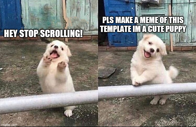 The puppy is reminding you | PLS MAKE A MEME OF THIS TEMPLATE IM A CUTE PUPPY; HEY STOP SCROLLING! | image tagged in hey stop scrolling | made w/ Imgflip meme maker