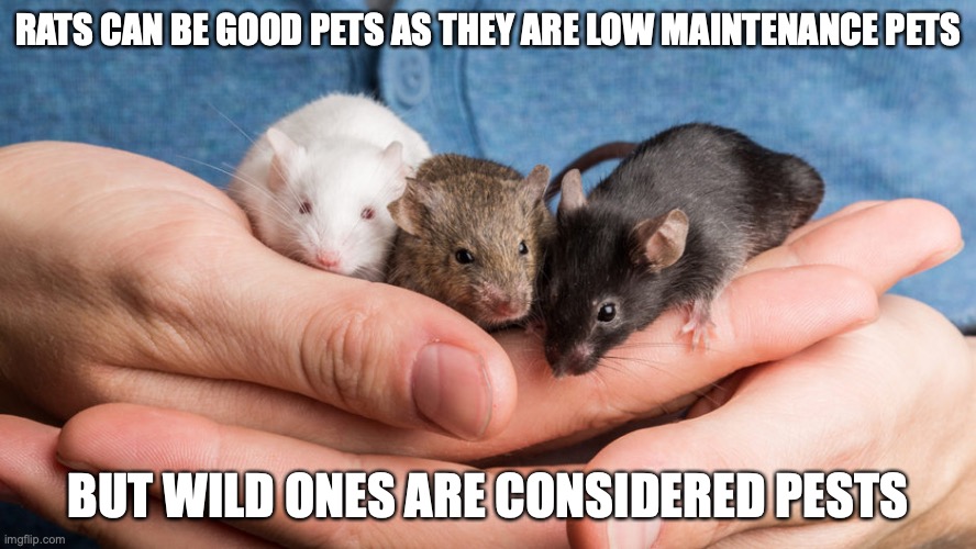 Pet Rats | RATS CAN BE GOOD PETS AS THEY ARE LOW MAINTENANCE PETS; BUT WILD ONES ARE CONSIDERED PESTS | image tagged in pet,mouse,memes | made w/ Imgflip meme maker