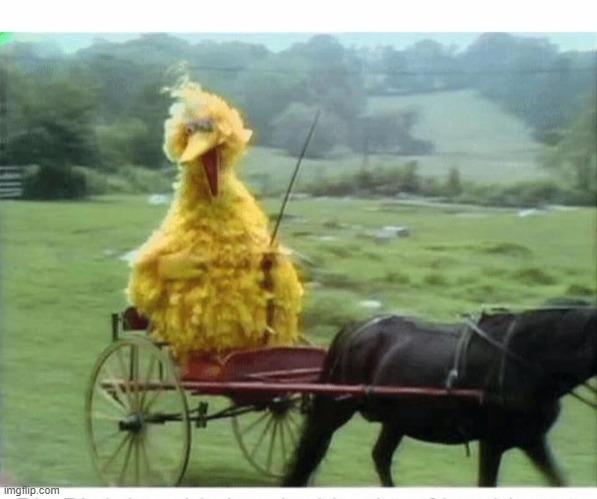 im back bitches wassup  | image tagged in big bird in carriage | made w/ Imgflip meme maker