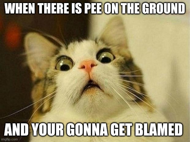 Scared Cat Meme | WHEN THERE IS PEE ON THE GROUND; AND YOUR GONNA GET BLAMED | image tagged in memes,scared cat | made w/ Imgflip meme maker