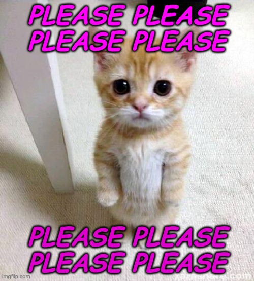 Cute Cat Meme | PLEASE PLEASE PLEASE PLEASE PLEASE PLEASE PLEASE PLEASE | image tagged in memes,cute cat | made w/ Imgflip meme maker