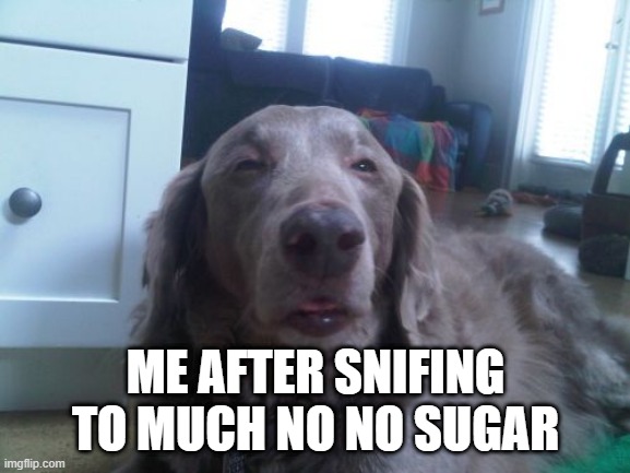 no no sugar | ME AFTER SNIFING TO MUCH NO NO SUGAR | image tagged in memes,high dog | made w/ Imgflip meme maker