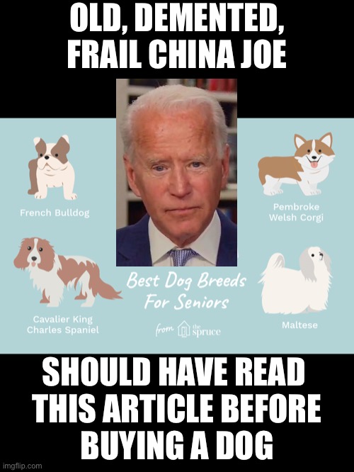Hey, old, demented, frail China Joe, your dog is too big and strong for you! | OLD, DEMENTED, FRAIL CHINA JOE; SHOULD HAVE READ 
THIS ARTICLE BEFORE
BUYING A DOG | image tagged in joe biden,creepy joe biden,corrupt,government corruption,election 2020,election fraud | made w/ Imgflip meme maker