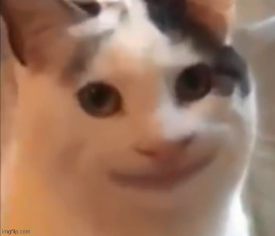 cursed cat | image tagged in cursed cat | made w/ Imgflip meme maker