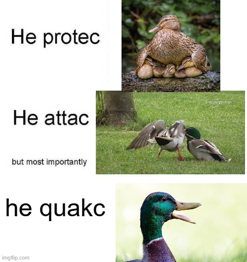 quack | he quakc | image tagged in he protec he attac but most importantly | made w/ Imgflip meme maker