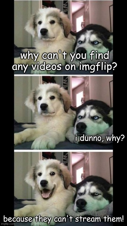 boi | why can't you find any videos on imgflip? i dunno, why? because they can't stream them! | image tagged in bad joke dogs | made w/ Imgflip meme maker
