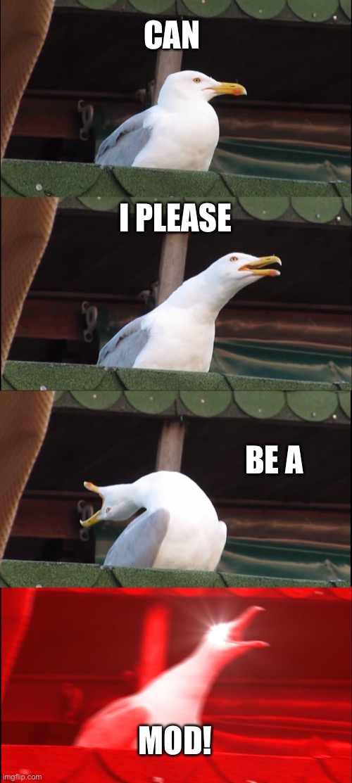 Inhaling Seagull | CAN; I PLEASE; BE A; MOD! | image tagged in memes,inhaling seagull | made w/ Imgflip meme maker