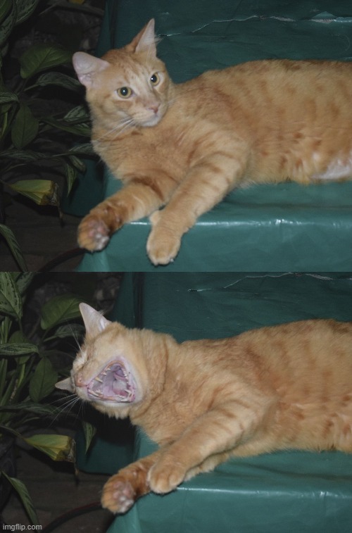 Laughing Cat | image tagged in laughing cat | made w/ Imgflip meme maker