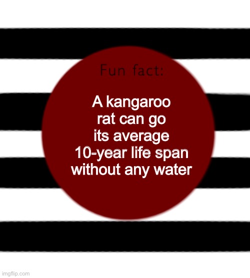 fun fact template | A kangaroo rat can go its average 10-year life span without any water | image tagged in fun fact template | made w/ Imgflip meme maker