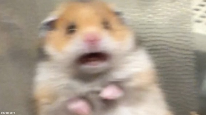 Scared Hamster | image tagged in scared hamster | made w/ Imgflip meme maker