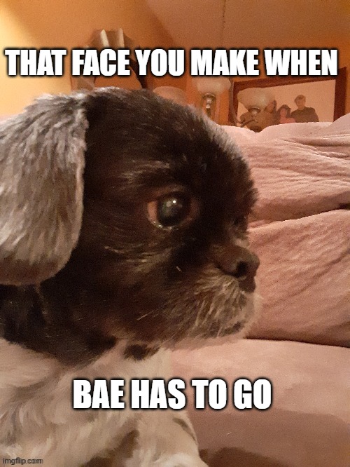 turn this into a popular template pls | THAT FACE YOU MAKE WHEN; BAE HAS TO GO | image tagged in sad dog | made w/ Imgflip meme maker