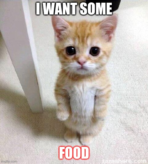 sdafa | I WANT SOME; FOOD | image tagged in memes,cute cat | made w/ Imgflip meme maker