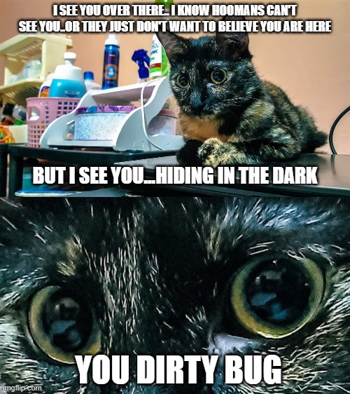 they see .. | I SEE YOU OVER THERE.. I KNOW HOOMANS CAN'T SEE YOU..OR THEY JUST DON'T WANT TO BELIEVE YOU ARE HERE; BUT I SEE YOU...HIDING IN THE DARK; YOU DIRTY BUG | image tagged in cats,funny memes,so true,bugs,supernatural,memes | made w/ Imgflip meme maker