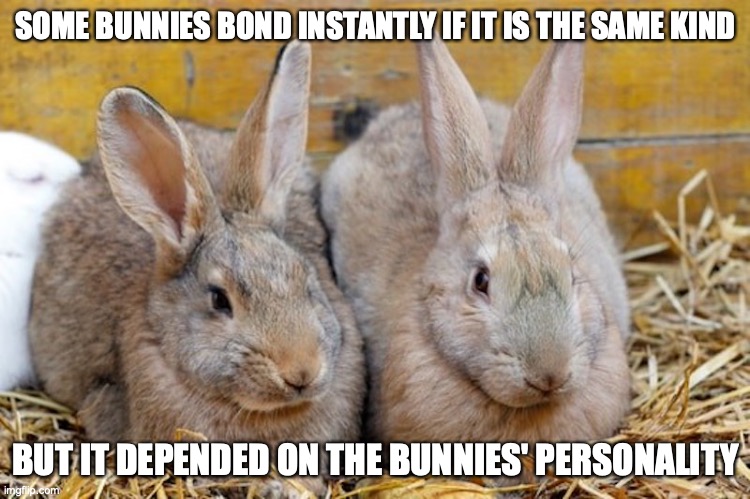 Bonded Bunnies | SOME BUNNIES BOND INSTANTLY IF IT IS THE SAME KIND; BUT IT DEPENDED ON THE BUNNIES' PERSONALITY | image tagged in pet,rabbit,memes | made w/ Imgflip meme maker