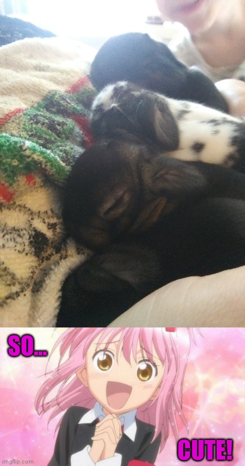 BABY BUNNIES ARE THE CUTEST | SO... CUTE! | image tagged in aww anime girl,bunnies,rabbits,baby,cute | made w/ Imgflip meme maker