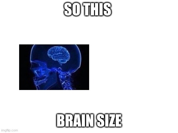 Blank White Template | SO THIS BRAIN SIZE | image tagged in blank white template | made w/ Imgflip meme maker