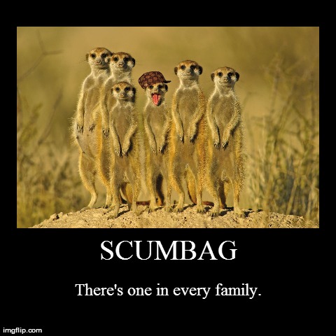 Scumbag Kat | SCUMBAG | There's one in every family. | image tagged in funny,demotivationals,meerkats,scumbag | made w/ Imgflip demotivational maker