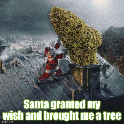Santa granted my wish and brought me a tree | image tagged in weed | made w/ Imgflip meme maker