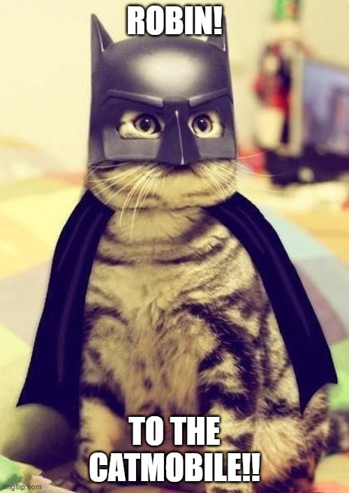 catman | ROBIN! TO THE CATMOBILE!! | image tagged in catman | made w/ Imgflip meme maker
