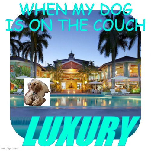 luxury | WHEN MY DOG IS ON THE COUCH; LUXURY | image tagged in luxury holidays,dogs | made w/ Imgflip meme maker