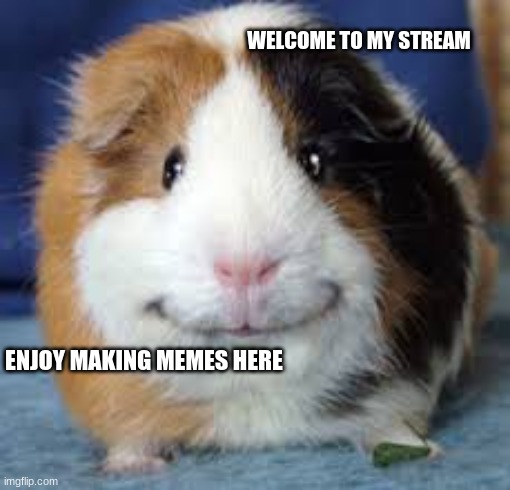 Guinea Pig | WELCOME TO MY STREAM; ENJOY MAKING MEMES HERE | image tagged in memes | made w/ Imgflip meme maker