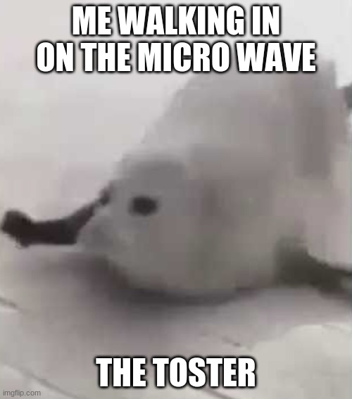 ME WALKING IN ON THE MICRO WAVE; THE TOSTER | image tagged in bouncing seals,seals,funny,meme,seal | made w/ Imgflip meme maker