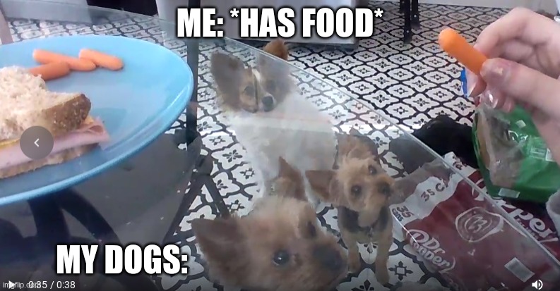 My dogs come running everytime I have food |  ME: *HAS FOOD*; MY DOGS: | image tagged in funny dogs | made w/ Imgflip meme maker