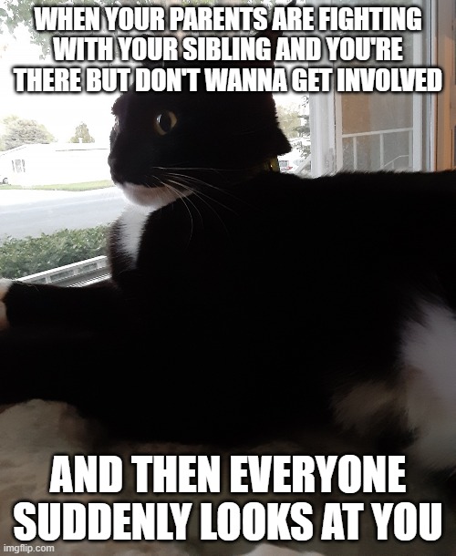 Does this happen to you? | WHEN YOUR PARENTS ARE FIGHTING WITH YOUR SIBLING AND YOU'RE THERE BUT DON'T WANNA GET INVOLVED; AND THEN EVERYONE SUDDENLY LOOKS AT YOU | image tagged in awkward catge | made w/ Imgflip meme maker
