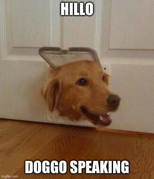 doogo door | HILLO; DOGGO SPEAKING | image tagged in dog door | made w/ Imgflip meme maker