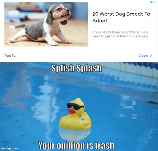 Whoever made this article needs to be fired | image tagged in splish splash your opinion is trash,memes,funny,dogs,adopted | made w/ Imgflip meme maker