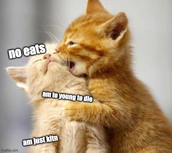 no eat me | no eats; am to young to die; am just kitn | image tagged in cats | made w/ Imgflip meme maker