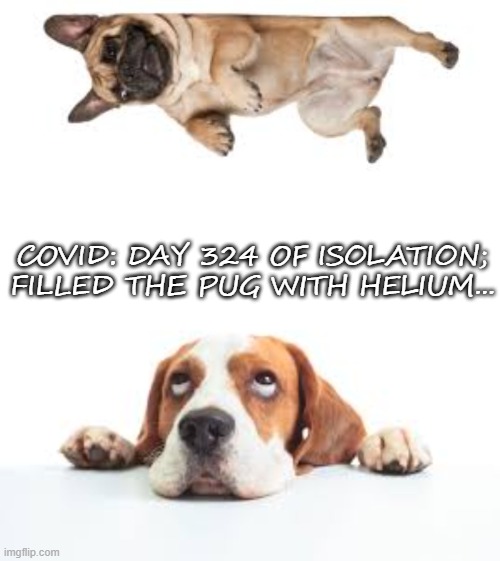 Covid isolation | COVID: DAY 324 OF ISOLATION; FILLED THE PUG WITH HELIUM... | image tagged in pug,covid,corona,isolation,bored | made w/ Imgflip meme maker