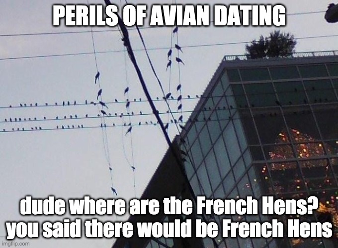 perils of avian dating | PERILS OF AVIAN DATING; dude where are the French Hens? you said there would be French Hens | image tagged in birds,dating,christmas | made w/ Imgflip meme maker