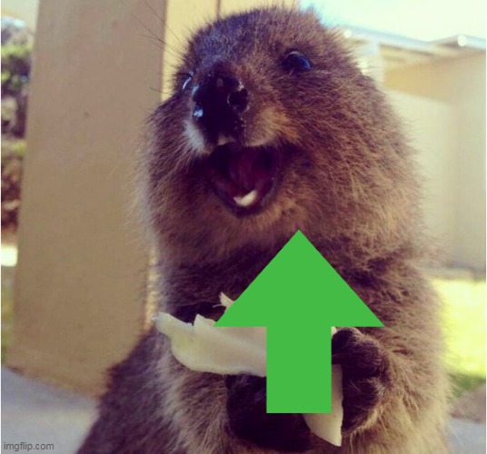Happy Quokka Eating | image tagged in happy quokka eating | made w/ Imgflip meme maker