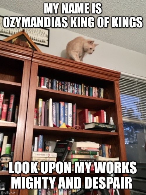 Ozymandias | MY NAME IS OZYMANDIAS KING OF KINGS; LOOK UPON MY WORKS MIGHTY AND DESPAIR | image tagged in cats | made w/ Imgflip meme maker