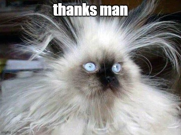 Crazy Hair Cat | thanks man | image tagged in crazy hair cat | made w/ Imgflip meme maker