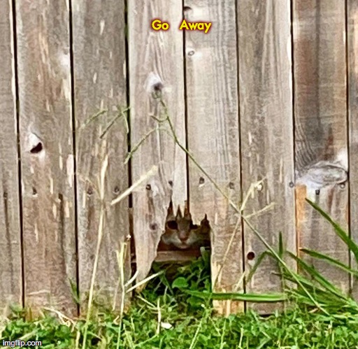 i see mew | Go   Away | image tagged in yellow cat,stray,social distance,2020,fence,cautious | made w/ Imgflip meme maker