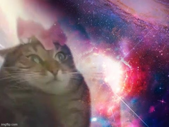 the prophecy is true cat | image tagged in the prophecy is true cat | made w/ Imgflip meme maker