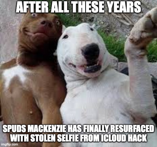 Spuds Mackenzie Is Alive | AFTER ALL THESE YEARS; SPUDS MACKENZIE HAS FINALLY RESURFACED WITH STOLEN SELFIE FROM ICLOUD HACK | image tagged in dogs,funny dogs,spuds mackenzie,funny memes | made w/ Imgflip meme maker