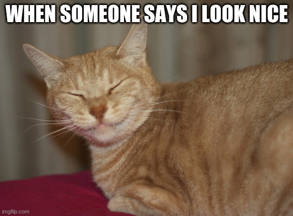 Smug cat | WHEN SOMEONE SAYS I LOOK NICE | image tagged in smug cat | made w/ Imgflip meme maker