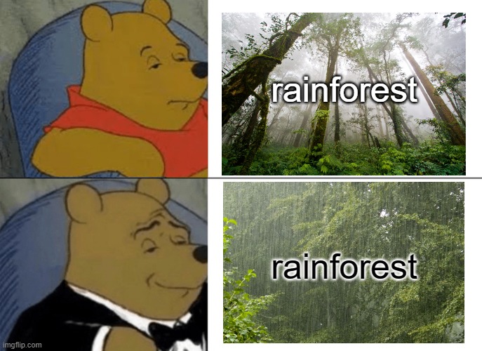 Get it? Get it? eh... | rainforest; rainforest | image tagged in memes,tuxedo winnie the pooh,rainforest,rain,forest | made w/ Imgflip meme maker