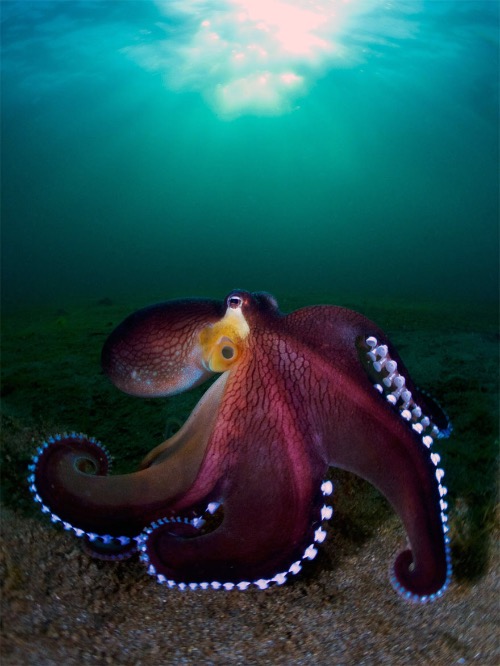 'Coconut Octopus' Photo credit: Enrico Somogyi | image tagged in awesome,pics,photography | made w/ Imgflip meme maker