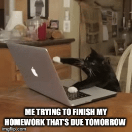 Cat school work - Imgflip