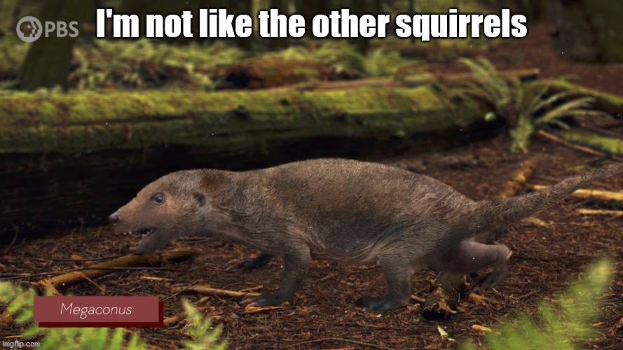 I'm not like the other squirrels | I'm not like the other squirrels | image tagged in megaconus | made w/ Imgflip meme maker